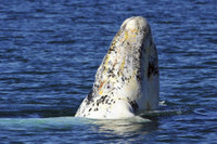 [ẢNH] Những động vật bị bạch tạng quý hiếm