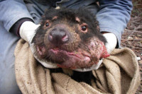 [ẢNH] Điều ít biết về quỷ Tasmania - sinh vật vừa chào đời ở lục địa Australia sau 3.000 năm biến mất