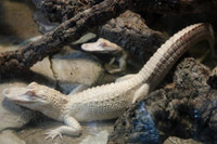 [ẢNH] Những động vật bị bạch tạng quý hiếm