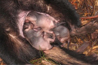 [ẢNH] Điều ít biết về quỷ Tasmania - sinh vật vừa chào đời ở lục địa Australia sau 3.000 năm biến mất