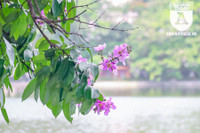 [ẢNH] Đường phố Hà Nội đẹp nao lòng trong sắc hoa bằng lăng 