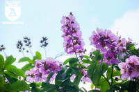 [ẢNH] Đường phố Hà Nội đẹp nao lòng trong sắc hoa bằng lăng 