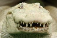 [ẢNH] Những động vật bị bạch tạng quý hiếm