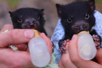 [ẢNH] Điều ít biết về quỷ Tasmania - sinh vật vừa chào đời ở lục địa Australia sau 3.000 năm biến mất