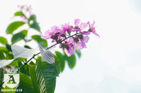 [ẢNH] Đường phố Hà Nội đẹp nao lòng trong sắc hoa bằng lăng 