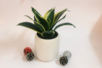 [ẢNH] Những loại cây xanh tuyệt vời nên trồng trong phòng ngủ