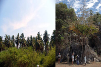 [ẢNH] Điểm danh những loài cây 