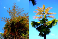 [ẢNH] Điểm danh những loài cây 