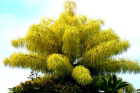 [ẢNH] Điểm danh những loài cây 