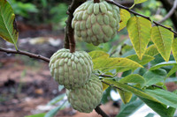 [ẢNH] Những loại trái cây mà người đang giảm cân nên tránh 