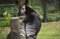 [ẢNH] Top 8 loài động vật “hiếm có, khó tìm” trên thế giới