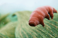 [ẢNH] Top 8 loài động vật sở hữu “năng lực” đặc biệt đến khó tin