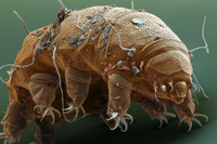 [ẢNH] Top 8 loài động vật sở hữu “năng lực” đặc biệt đến khó tin