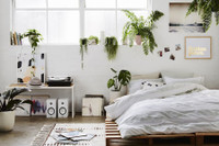 [ẢNH] Những loại cây xanh tuyệt vời nên trồng trong phòng ngủ