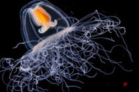 [ẢNH] Top 8 loài động vật sở hữu “năng lực” đặc biệt đến khó tin