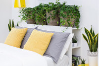 [ẢNH] Những loại cây xanh tuyệt vời nên trồng trong phòng ngủ