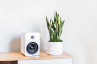 [ẢNH] Những loại cây xanh tuyệt vời nên trồng trong phòng ngủ