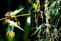 [ẢNH] Điểm danh những loài cây 