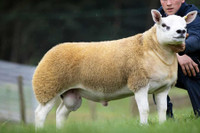 [ẢNH] Chiêm ngưỡng những con vật có giá đắt đỏ nhất hành tinh