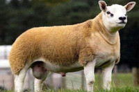 [ẢNH] Chiêm ngưỡng những con vật có giá đắt đỏ nhất hành tinh