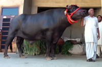 [ẢNH] Chiêm ngưỡng những con vật có giá đắt đỏ nhất hành tinh