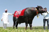 [ẢNH] Chiêm ngưỡng những con vật có giá đắt đỏ nhất hành tinh