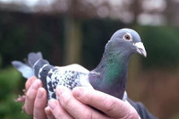 [ẢNH] Chiêm ngưỡng những con vật có giá đắt đỏ nhất hành tinh