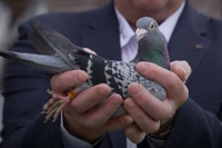 [ẢNH] Chiêm ngưỡng những con vật có giá đắt đỏ nhất hành tinh