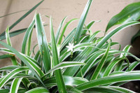 [ẢNH] Những loại cây xanh tuyệt vời nên trồng trong phòng ngủ