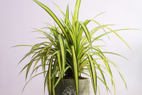 [ẢNH] Những loại cây xanh tuyệt vời nên trồng trong phòng ngủ