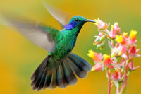 [ẢNH] Top 8 loài động vật sở hữu “năng lực” đặc biệt đến khó tin