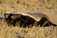 [ẢNH] Top 8 loài động vật sở hữu “năng lực” đặc biệt đến khó tin