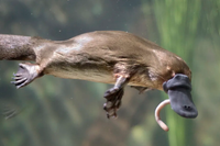 [ẢNH] Top 8 loài động vật “hiếm có, khó tìm” trên thế giới