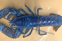 [ẢNH] Top 8 loài động vật “hiếm có, khó tìm” trên thế giới