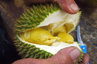 [ẢNH] Lạc vào thế giới tí hon với loạt rau củ quả có kích cỡ siêu nhỏ