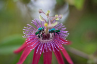 [ẢNH] Loài ong phong lưu bậc nhất: Vừa đỏm dáng vừa sực nức mùi thơm 