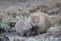 [ẢNH] Top 8 loài động vật “hiếm có, khó tìm” trên thế giới