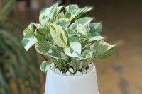 [ẢNH] Những loại cây xanh tuyệt vời nên trồng trong phòng ngủ