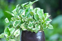 [ẢNH] Những loại cây xanh tuyệt vời nên trồng trong phòng ngủ