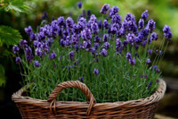 [ẢNH] Những loại cây xanh tuyệt vời nên trồng trong phòng ngủ