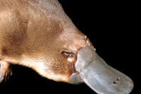 [ẢNH] Top 8 loài động vật “hiếm có, khó tìm” trên thế giới