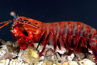 [ẢNH] Top 8 loài động vật sở hữu “năng lực” đặc biệt đến khó tin