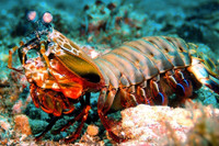 [ẢNH] Top 8 loài động vật sở hữu “năng lực” đặc biệt đến khó tin