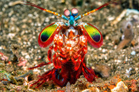 [ẢNH] Top 8 loài động vật sở hữu “năng lực” đặc biệt đến khó tin