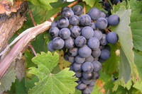 [ẢNH] Những loại trái cây mà người đang giảm cân nên tránh 