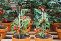 [ẢNH] Lạc vào thế giới tí hon với loạt rau củ quả có kích cỡ siêu nhỏ