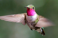 [ẢNH] Top 8 loài động vật sở hữu “năng lực” đặc biệt đến khó tin