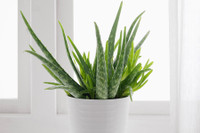 [ẢNH] Những loại cây xanh tuyệt vời nên trồng trong phòng ngủ