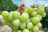 [ẢNH] Những loại trái cây mà người đang giảm cân nên tránh 