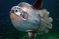 [ẢNH] Top 8 loài động vật “hiếm có, khó tìm” trên thế giới